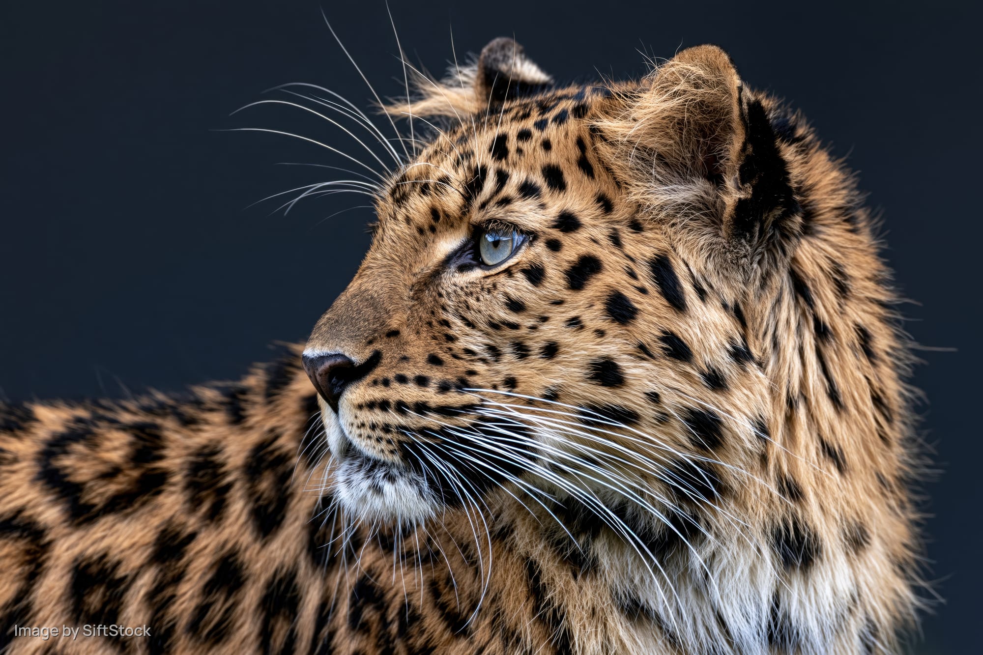 Leopard in sharp profile with alert gaze head turned slightly left against dark background
