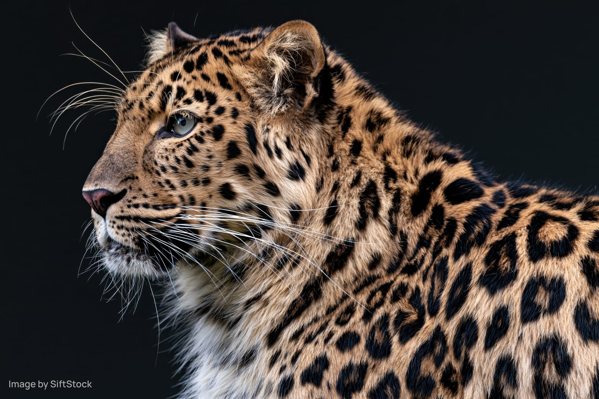 Leopard in sharp profile with alert gaze head turned slightly left against dark background