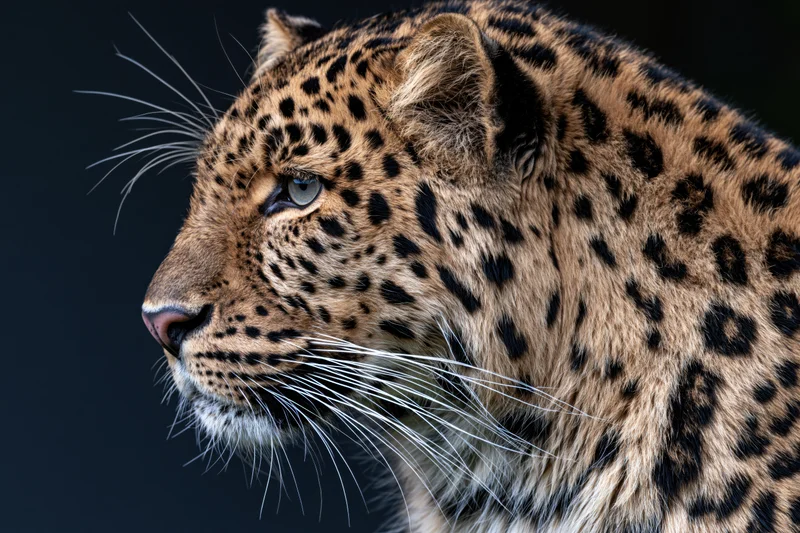 Leopard in sharp profile with alert gaze head turned slightly left