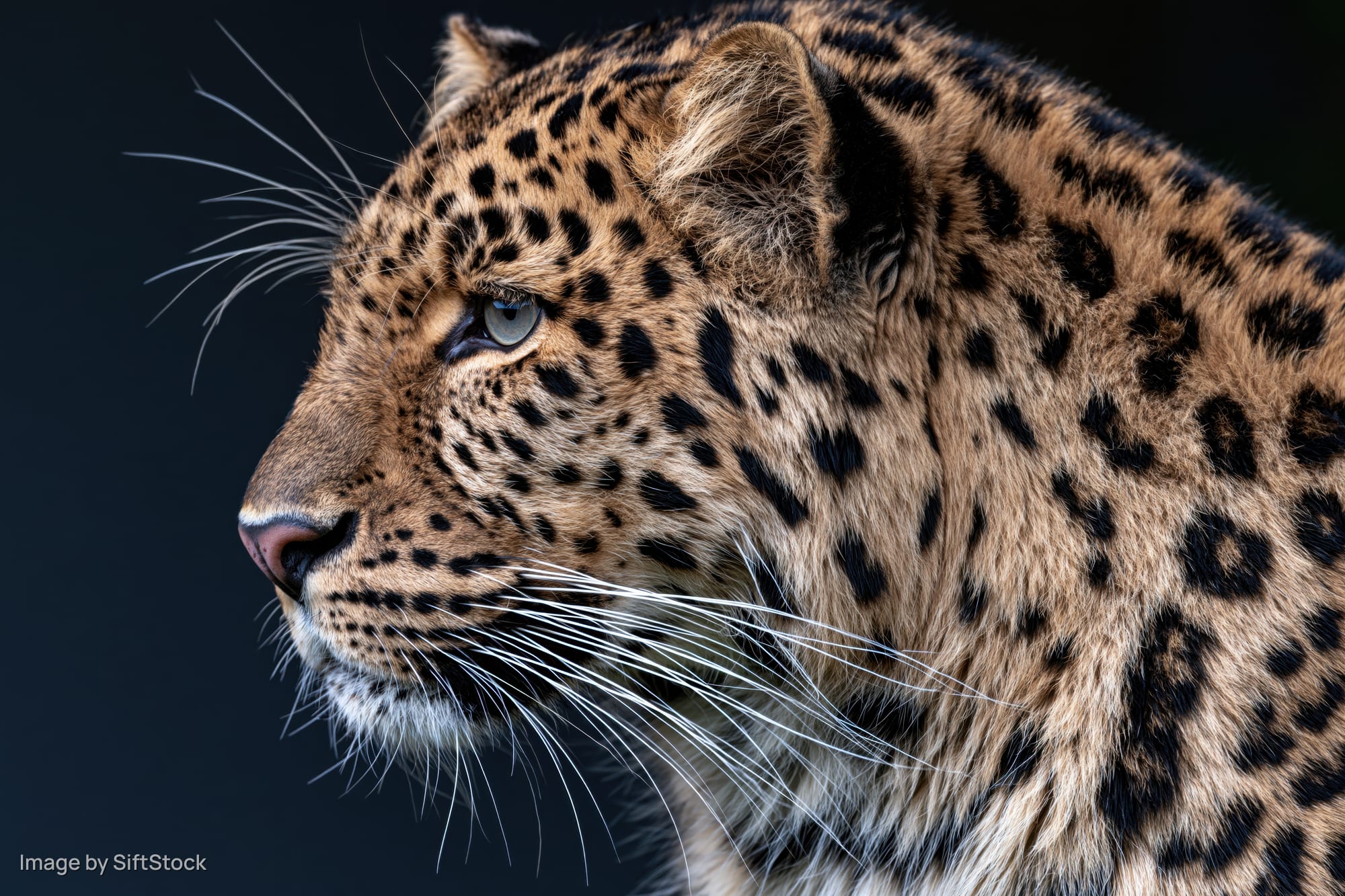 Leopard in sharp profile with alert gaze head turned slightly left