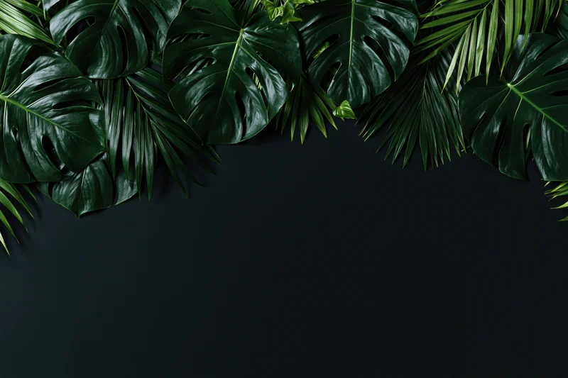 Monstera and palm leaves arranged in a flat lay composition on dark background with copyspace