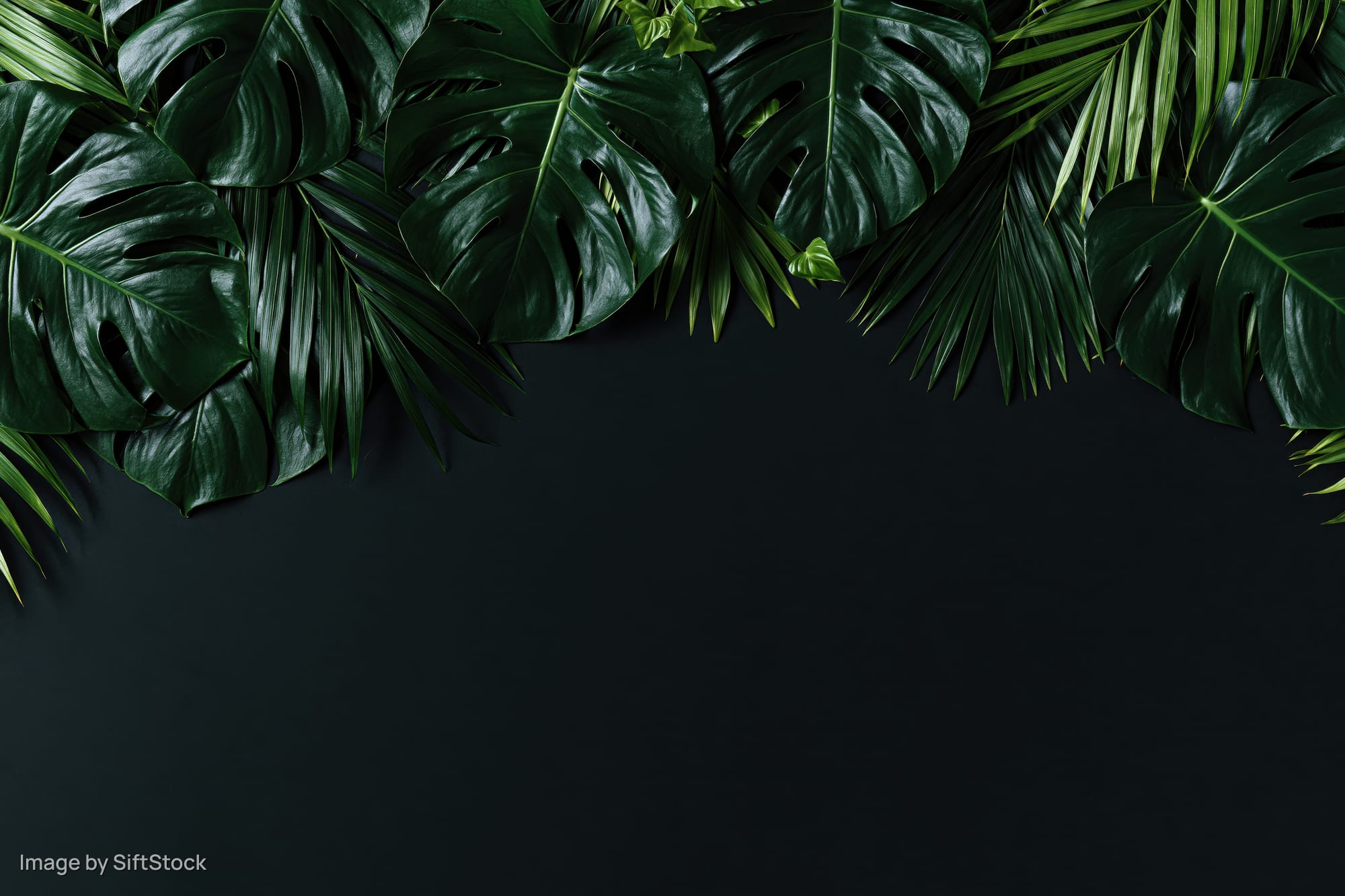 Monstera and palm leaves arranged in a flat lay composition on dark background with copyspace