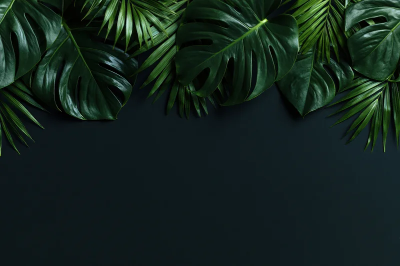 Monstera and palm leaves arranged in a flat lay border on dark background with copyspace