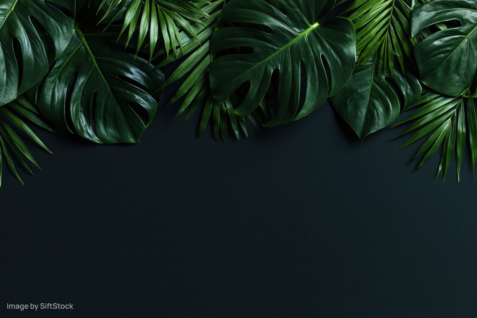Monstera and palm leaves arranged in a flat lay border on dark background with copyspace