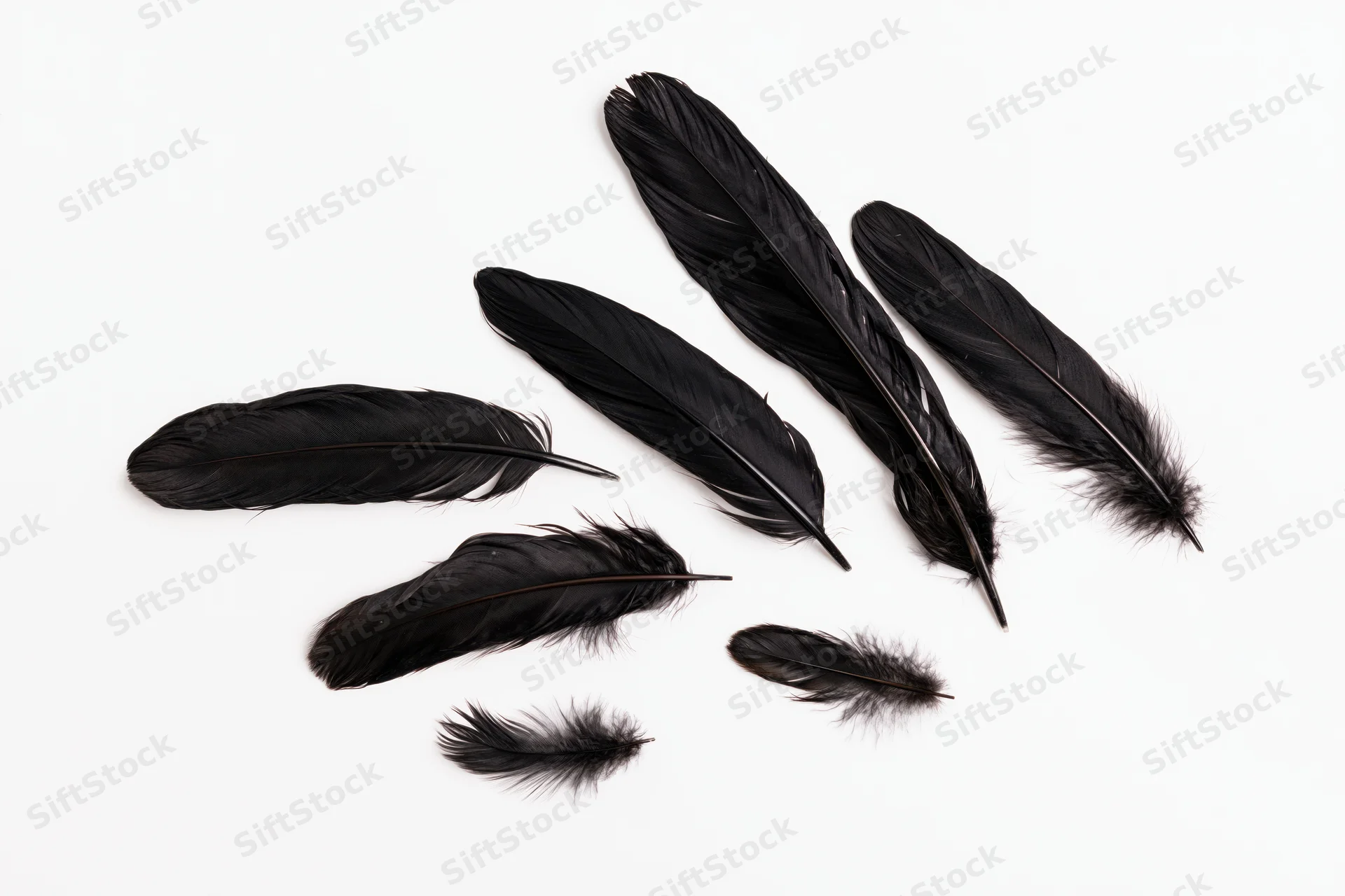 Black bird feathers of varying sizes arranged on a white surface