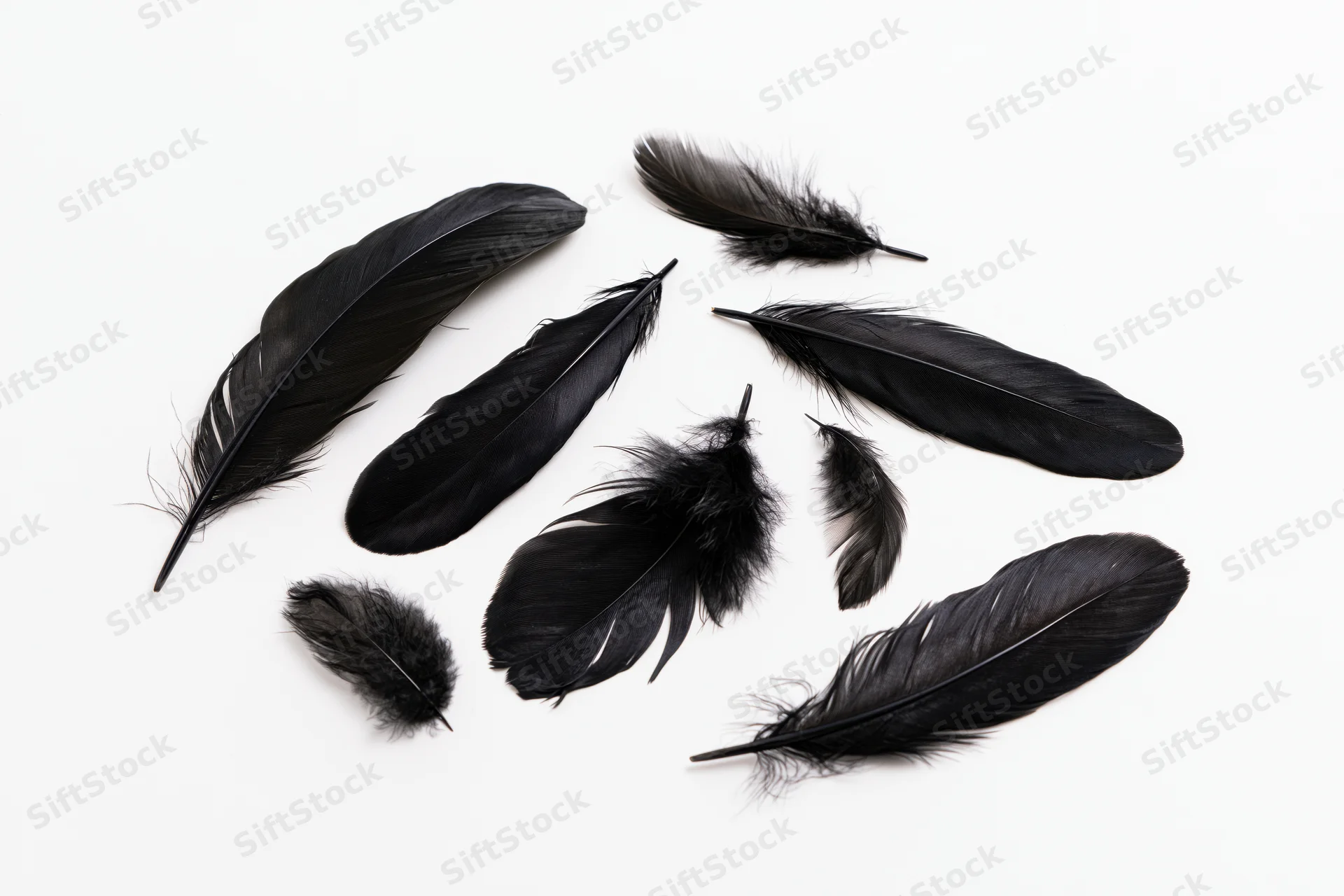 Black bird feathers arranged in a scattered pattern on a white background