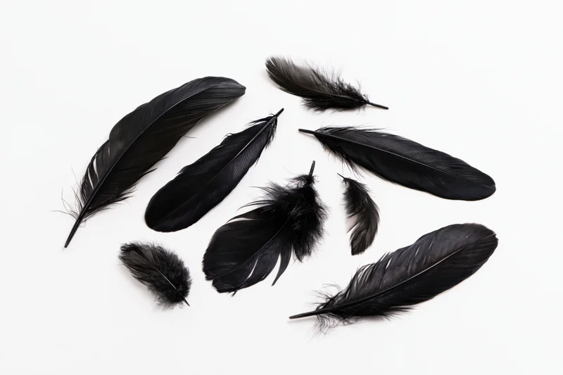 Black bird feathers arranged in a scattered pattern on a white background
