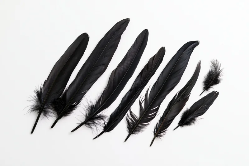Black bird feathers arranged in a row on white background