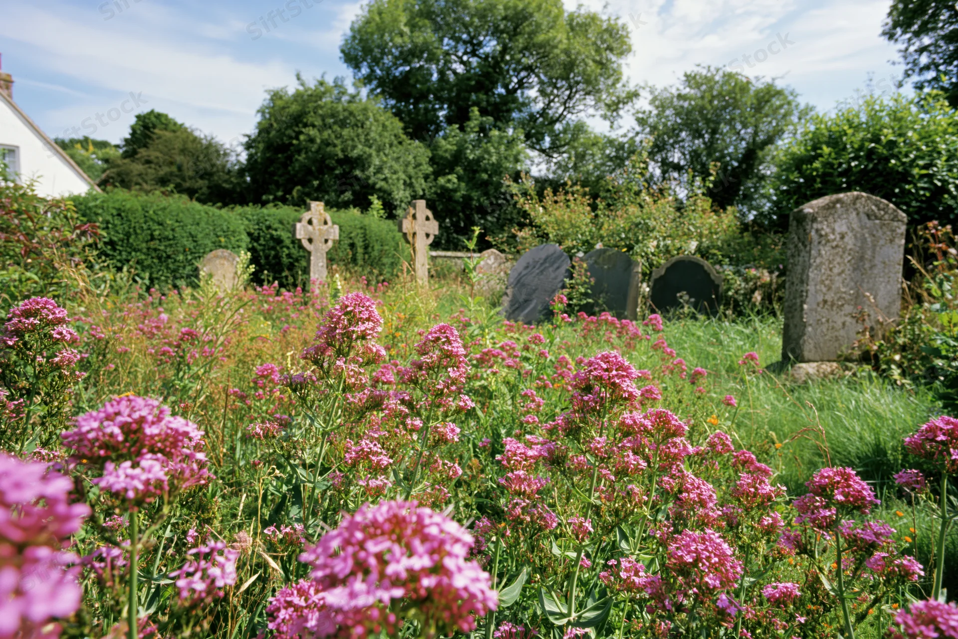 Pink wildflowers blooming in an old british churchyard cemetery with stone crosses and gravestones surrounded by greenery