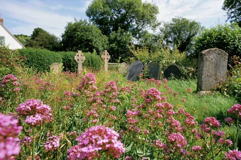Pink wildflowers blooming in an old british churchyard cemetery with stone crosses and gravestones surrounded by greenery
