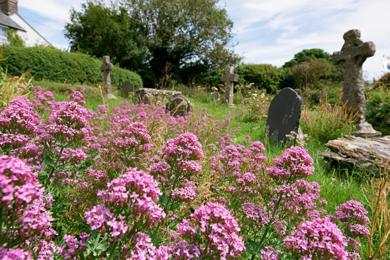 Pink valerian flowers blooming in an old british churchyard cemetery with stone crosses and tombstones among green grass and trees