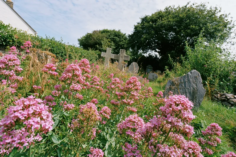 Pink flowers blooming in a rural british churchyard cemetery with stone crosses and greenery