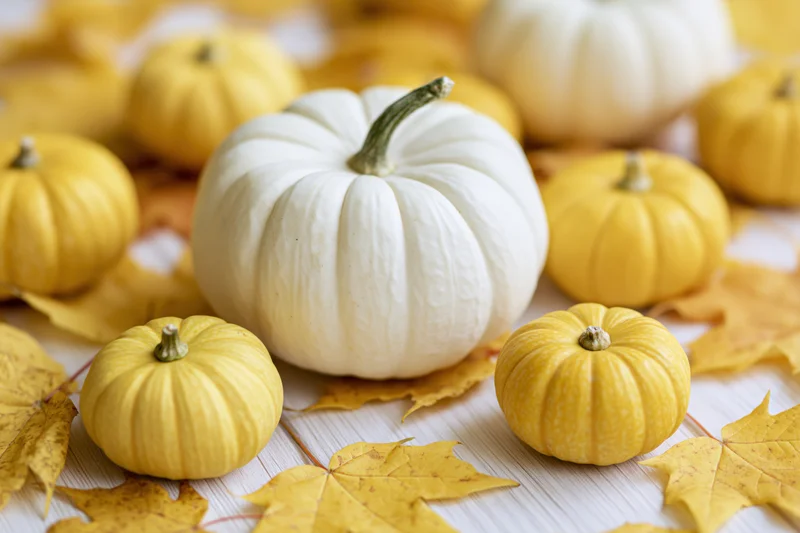 White pumpkin centered among small yellow pumpkins and autumn leaves on a wooden surface