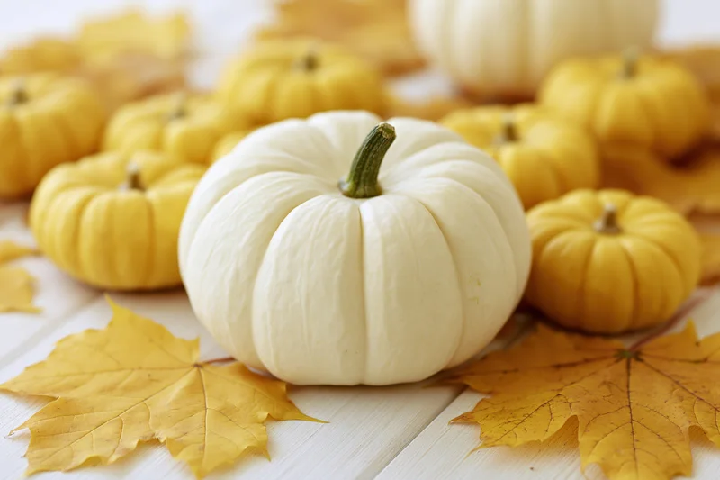White pumpkin centered among small yellow pumpkins and autumn leaves on a wooden table