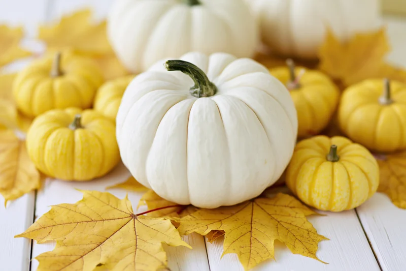 White pumpkin centered among small yellow pumpkins and yellow maple leaves on a white wooden table