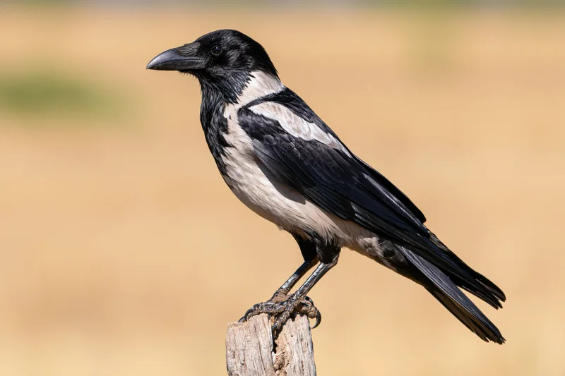 Pied crow perched upright on a weathered dry wooden stump in a grassy field