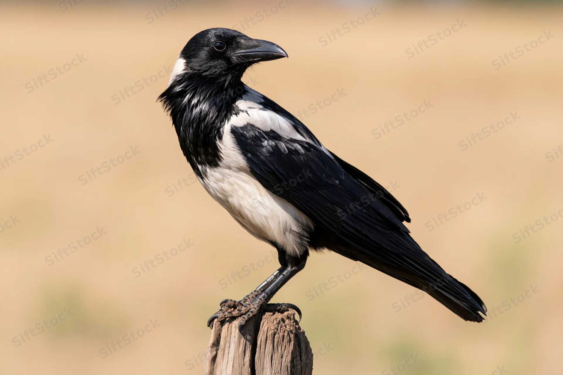 Pied crow perched upright on a weathered dry wooden stump in a grassy field