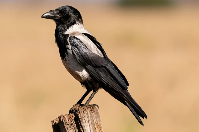 Pied crow perched upright on a weathered dry wooden stump in a grassy field