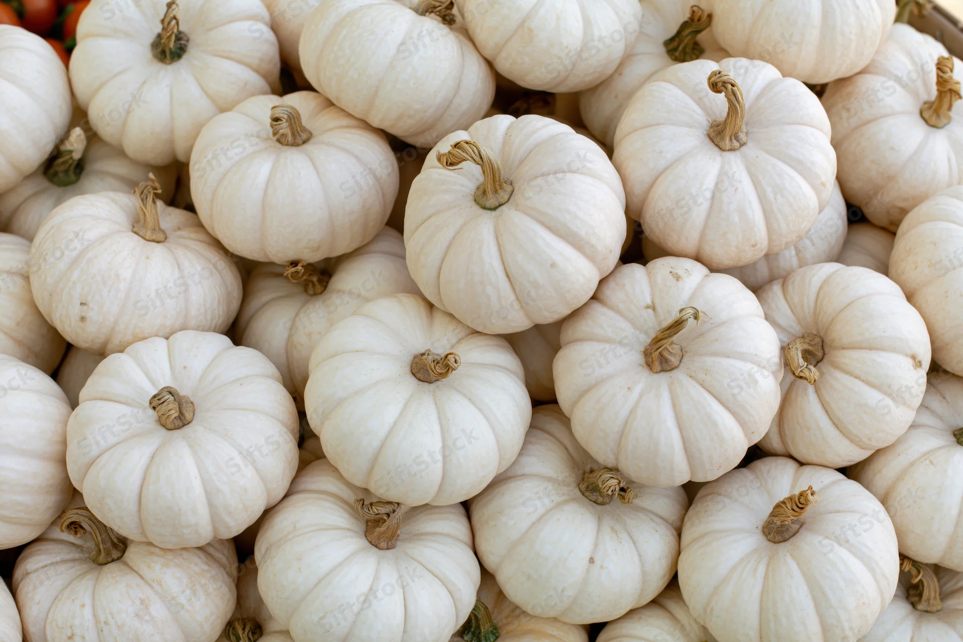 Small white ghost pumpkins piled together filling the frame