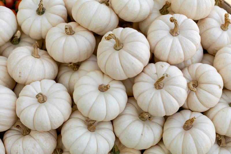 Small white ghost pumpkins piled together filling the frame