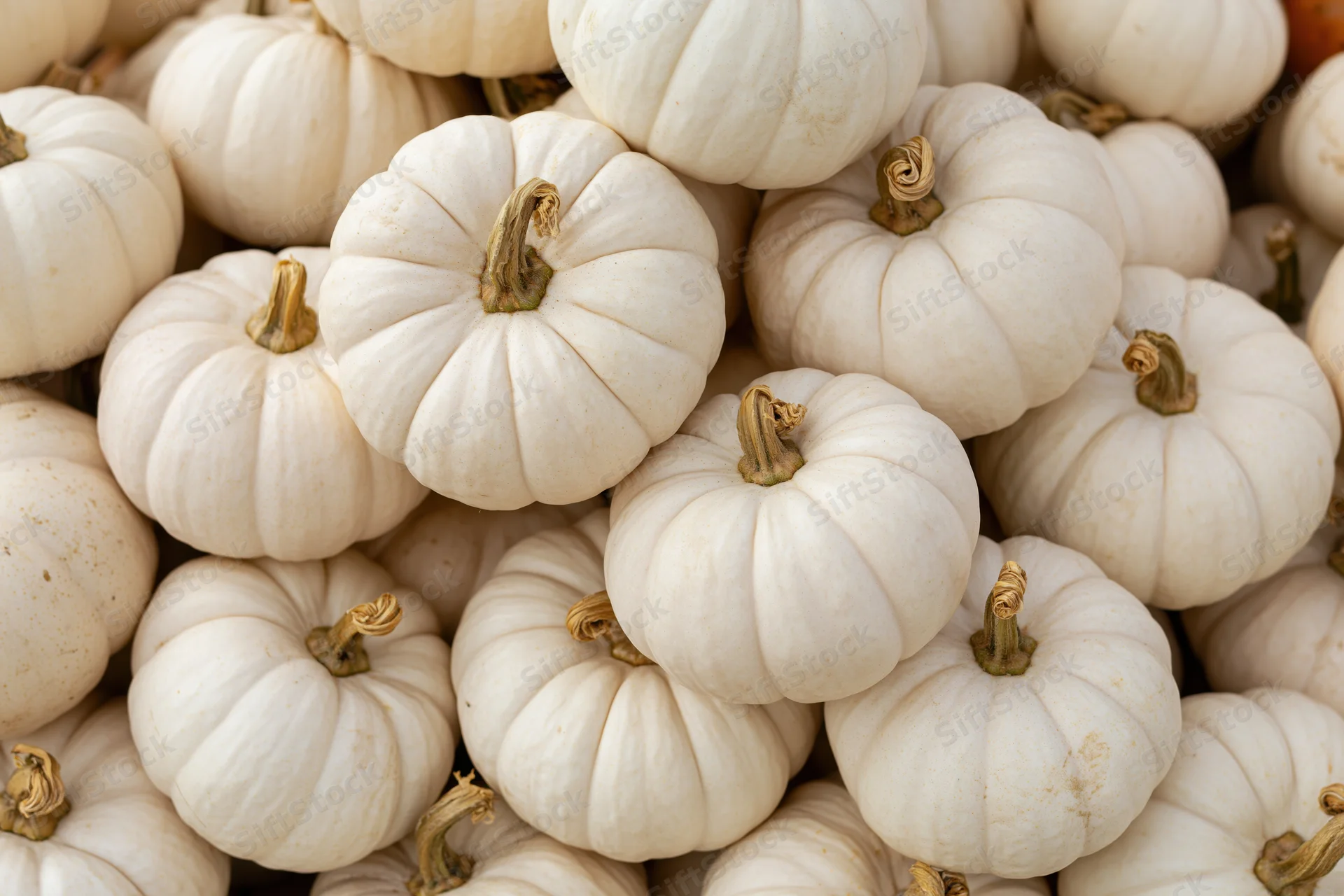 Pile of small white ghost pumpkins stacked closely together filling the frame