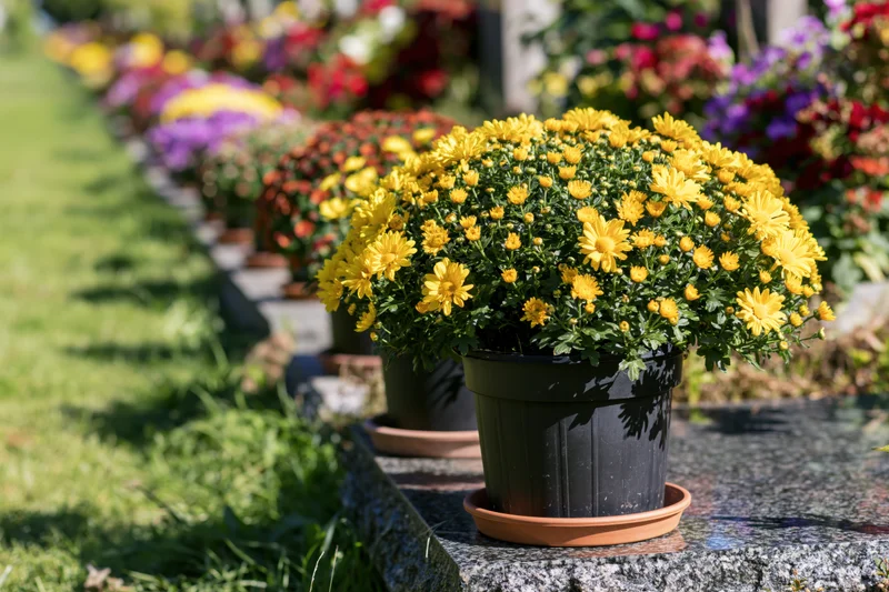 Potted yellow chrysanthemums on a dark granite grave in a cemetery garden