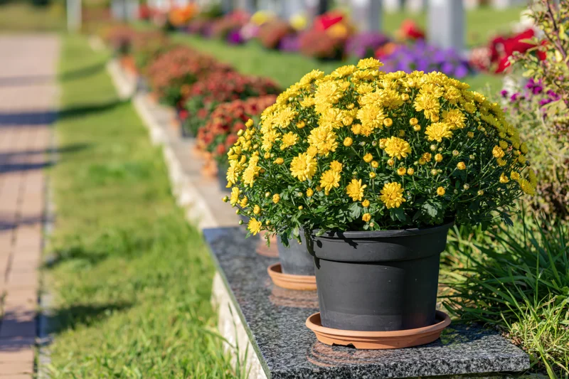 Potted yellow chrysanthemums on a dark granite grave in a cemetery row