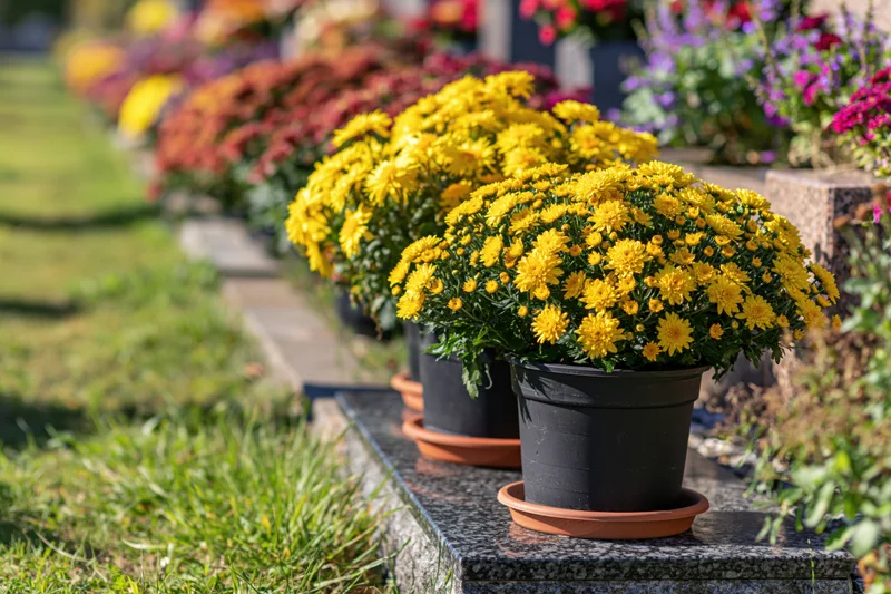 Potted yellow chrysanthemums arranged in a row on a dark granite grave in a cemetery garden