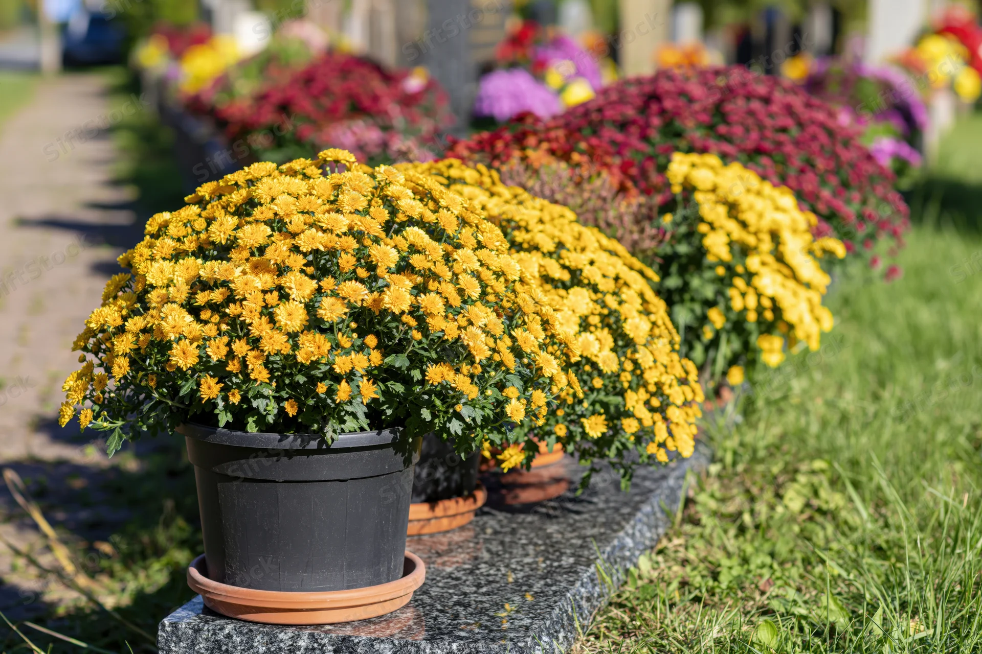 Potted yellow chrysanthemums arranged in a row on a granite grave in a cemetery garden