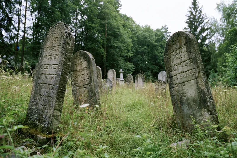 Weathered jewish gravestones with hebrew inscriptions standing in overgrown grass among trees in a cemetery