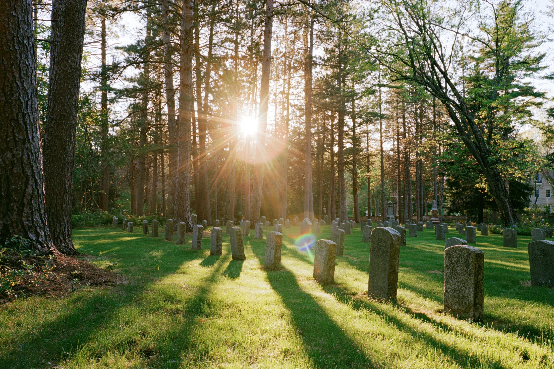 Rows of granite headstones in a grassy cemetery surrounded by tall pine trees with sunlight streaming through the trees at dawn