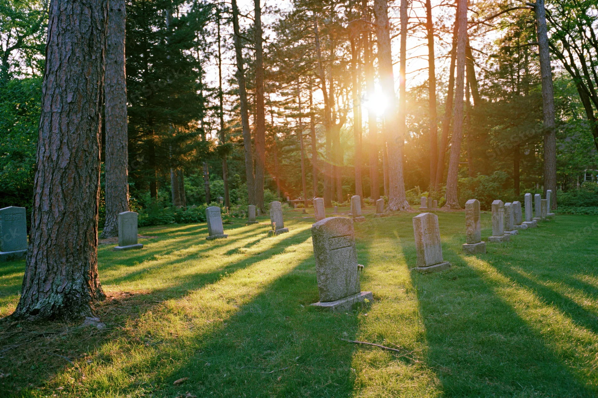Rows of simple granite headstones in a quiet cemetery surrounded by tall pine trees at sunrise