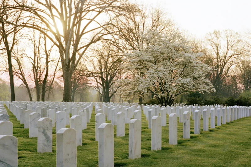 Rows of white marble headstones aligned across a grassy field at sunrise with blooming cherry trees in the background