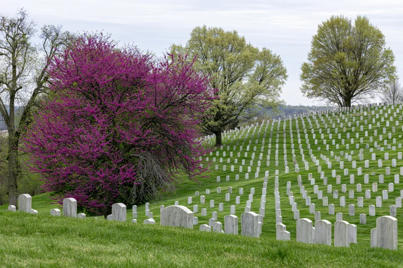Rows of white marble military headstones arranged in neat lines across a grassy hillside with blooming redbud trees in spring