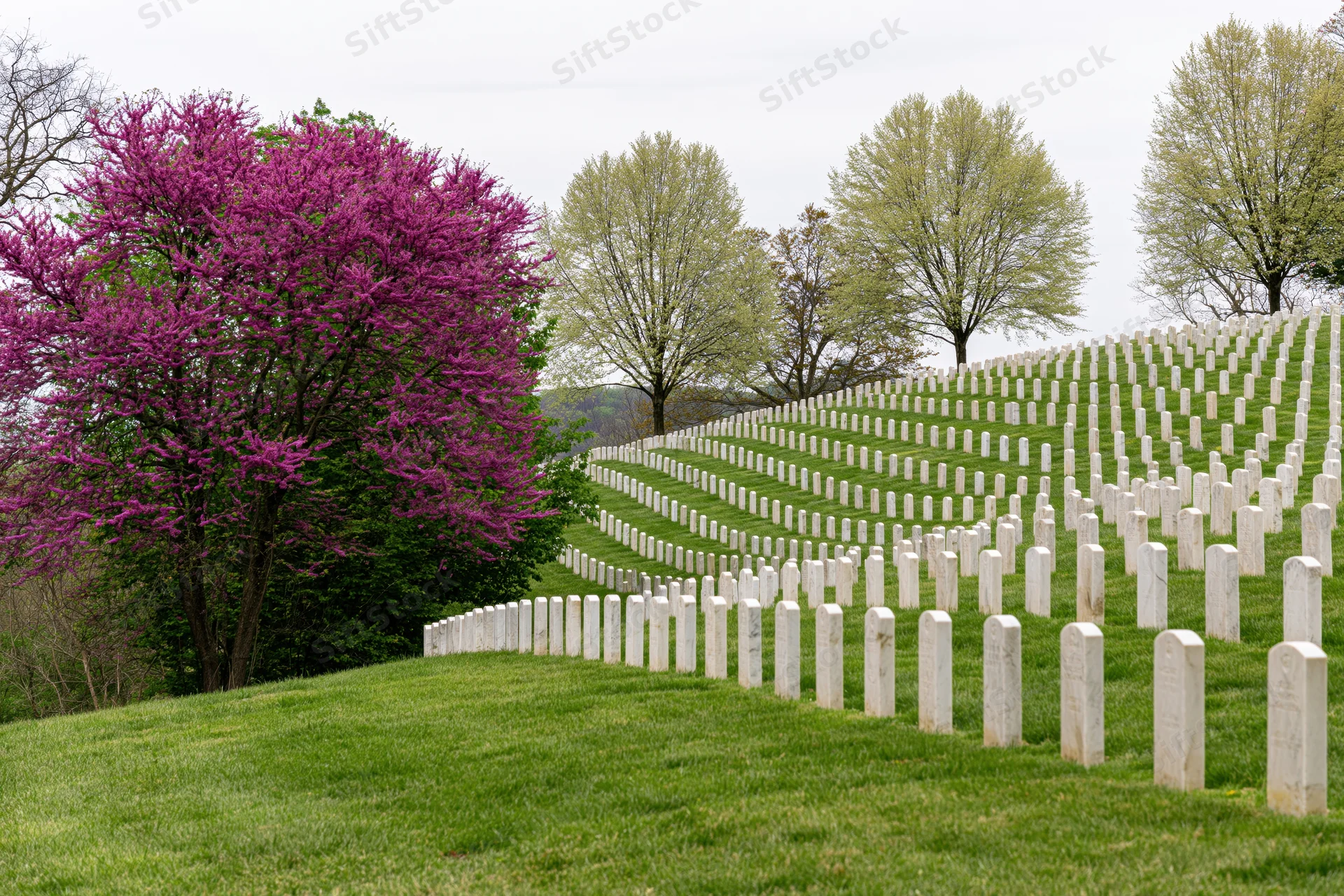Rows of white marble military headstones arranged in neat lines across a grassy hillside with blooming redbud trees in spring