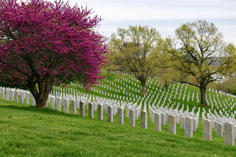 Rows of white marble military headstones arranged in neat lines across a green hillside with blooming pink trees in spring
