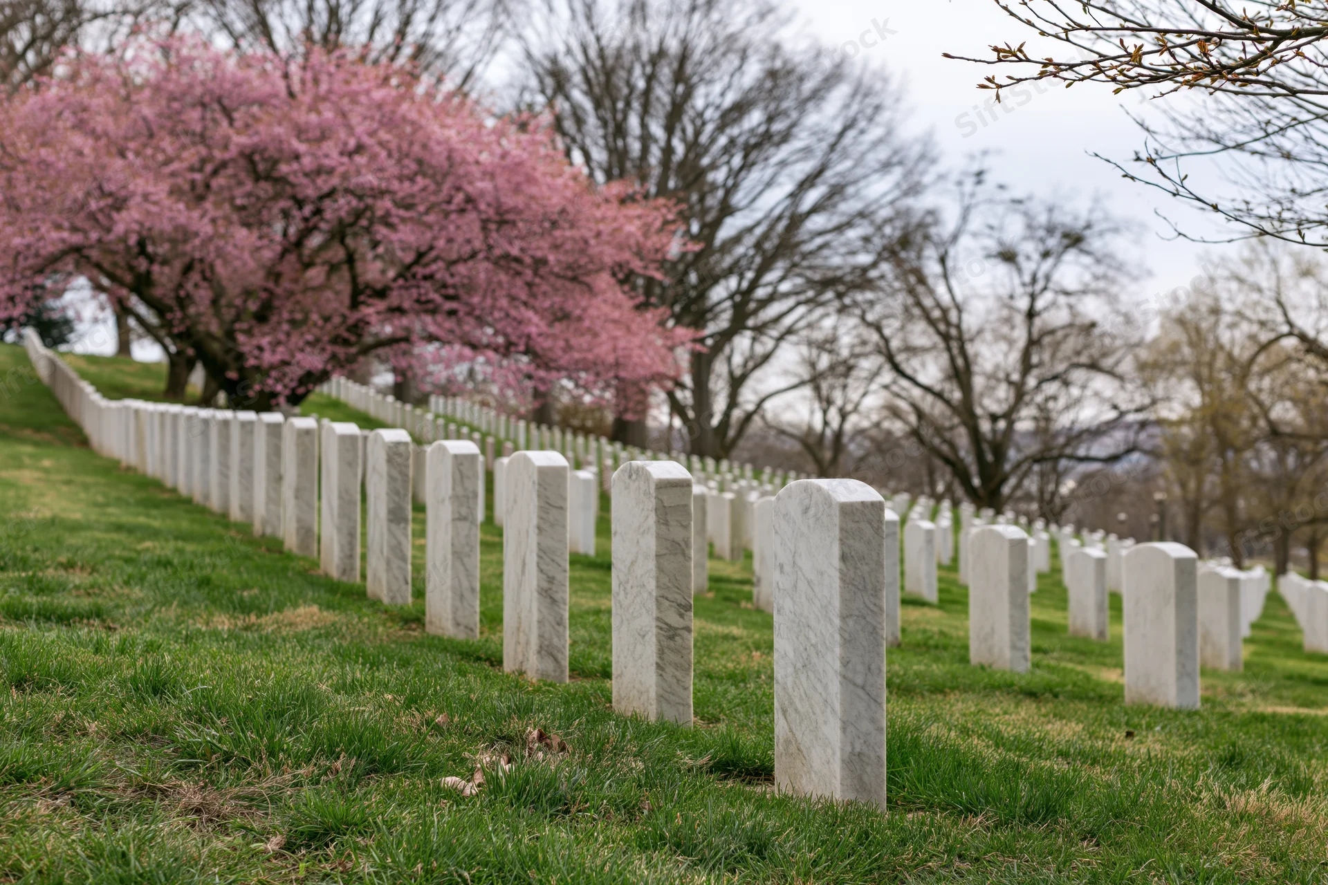 Rows of white marble military headstones aligned across a grassy field with blooming cherry trees in spring