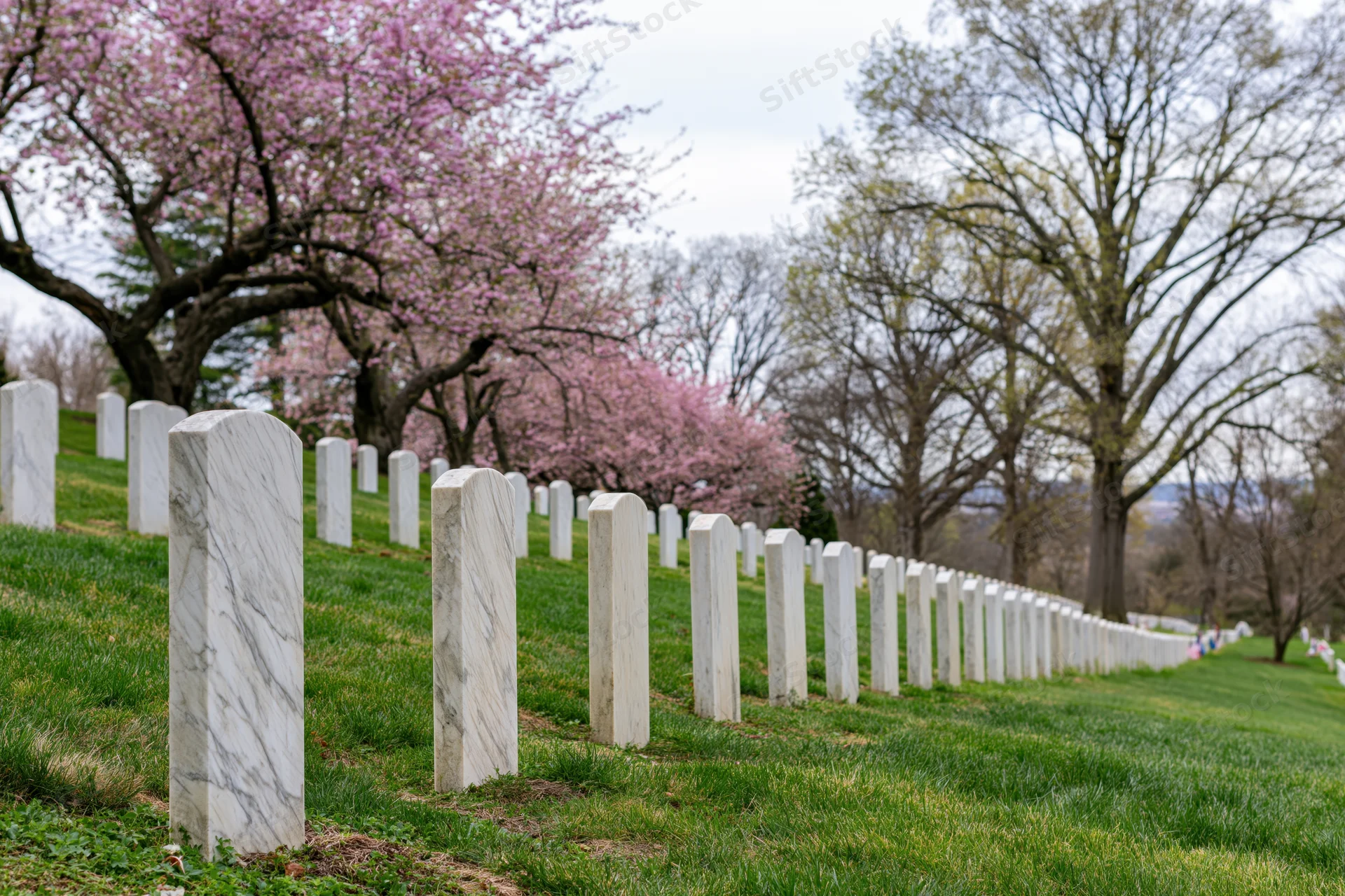 Rows of white marble military headstones aligned on a grassy slope beneath blooming cherry trees in spring