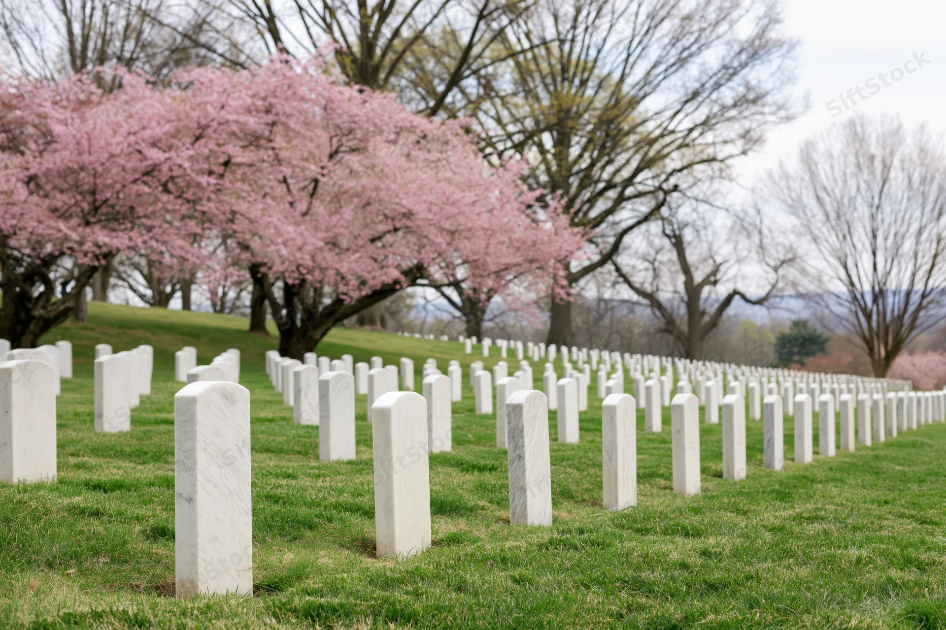 Rows of white marble military headstones aligned across a grassy field under blooming cherry trees in spring
