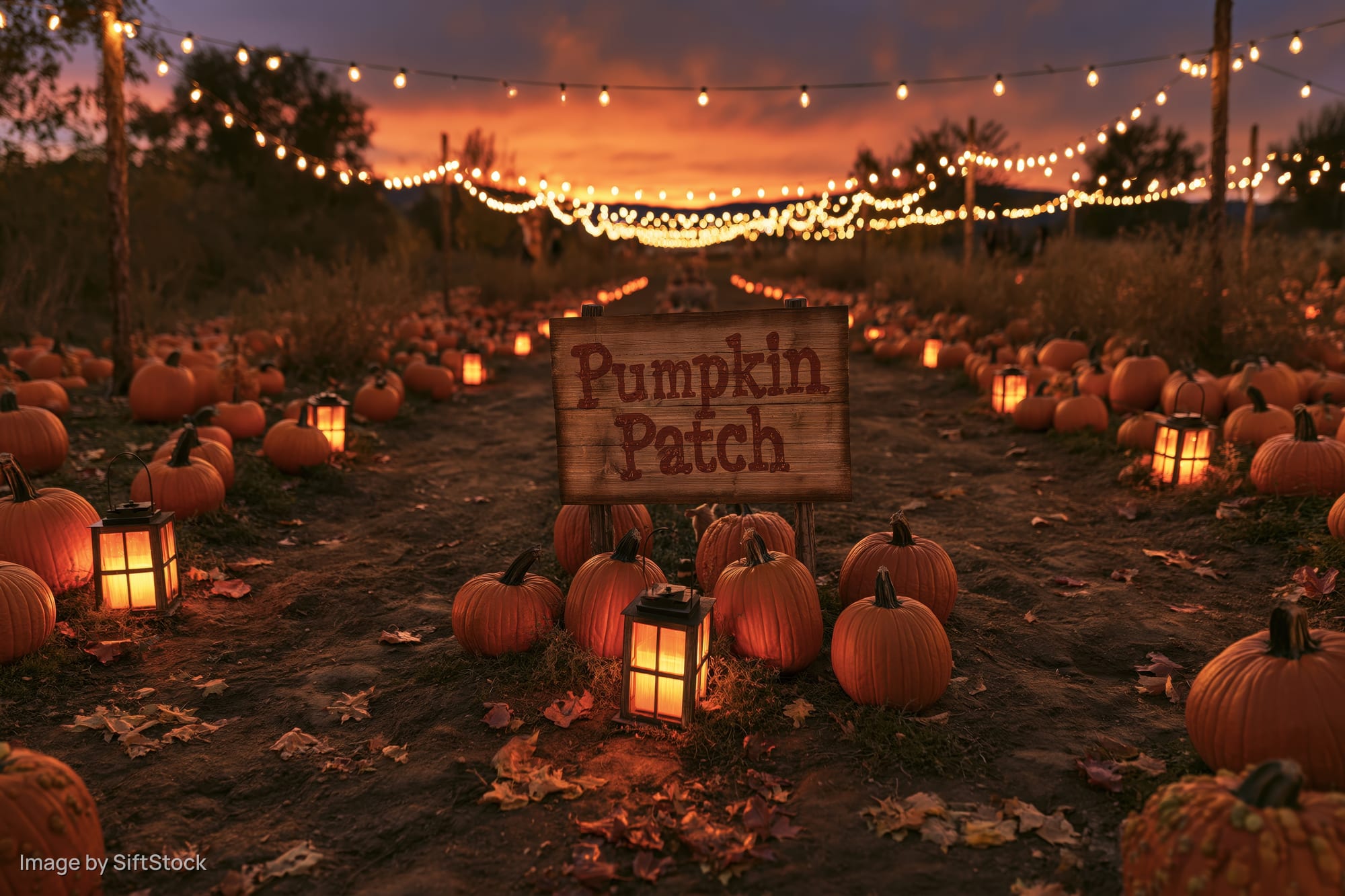 Pumpkin patch at twilight with wooden sign and lanterns among pumpkins in a field