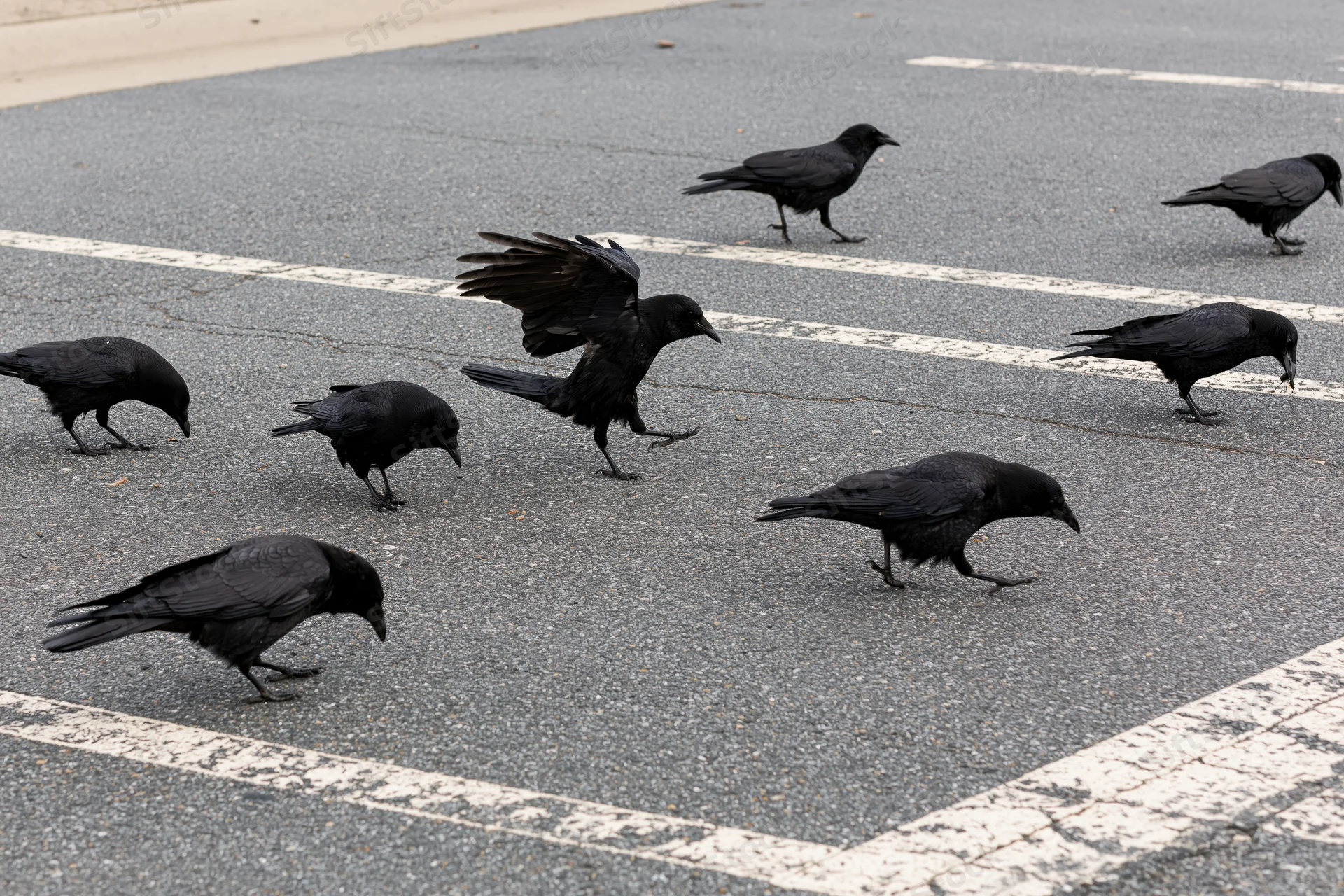 Crows foraging on asphalt pavement in an urban street setting