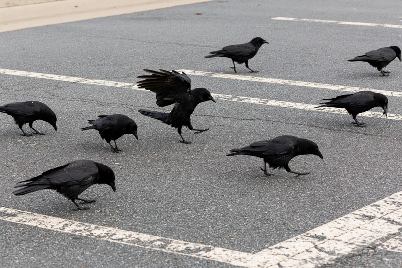 Crows foraging on asphalt pavement in an urban street setting
