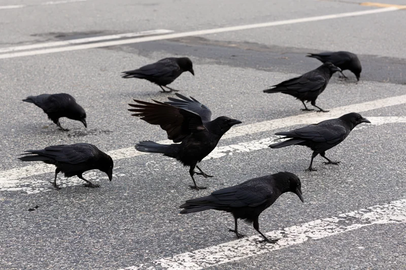 Crows foraging and moving across an asphalt road with white crosswalk lines