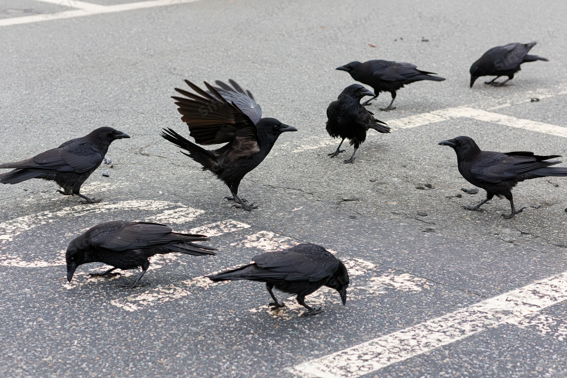 Crows foraging on asphalt pavement in a parking lot