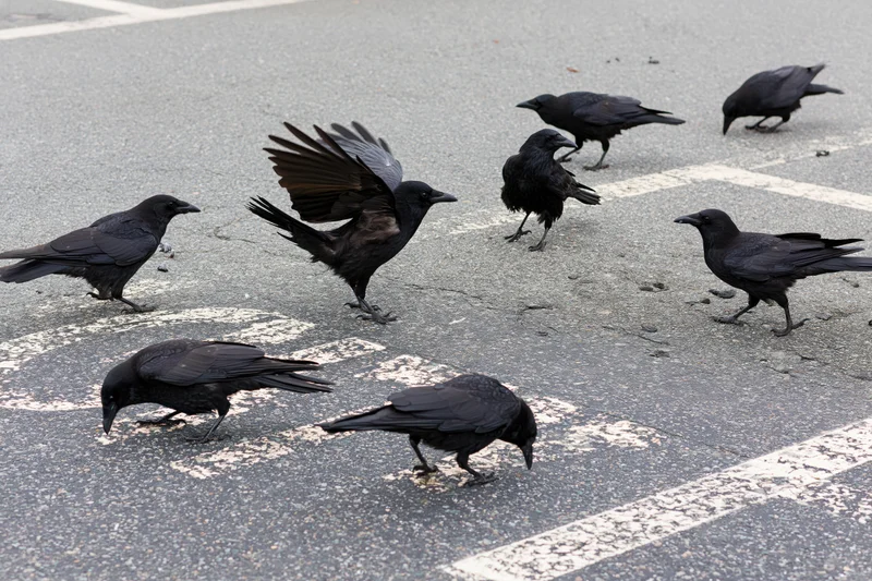 Crows foraging on asphalt pavement in a parking lot