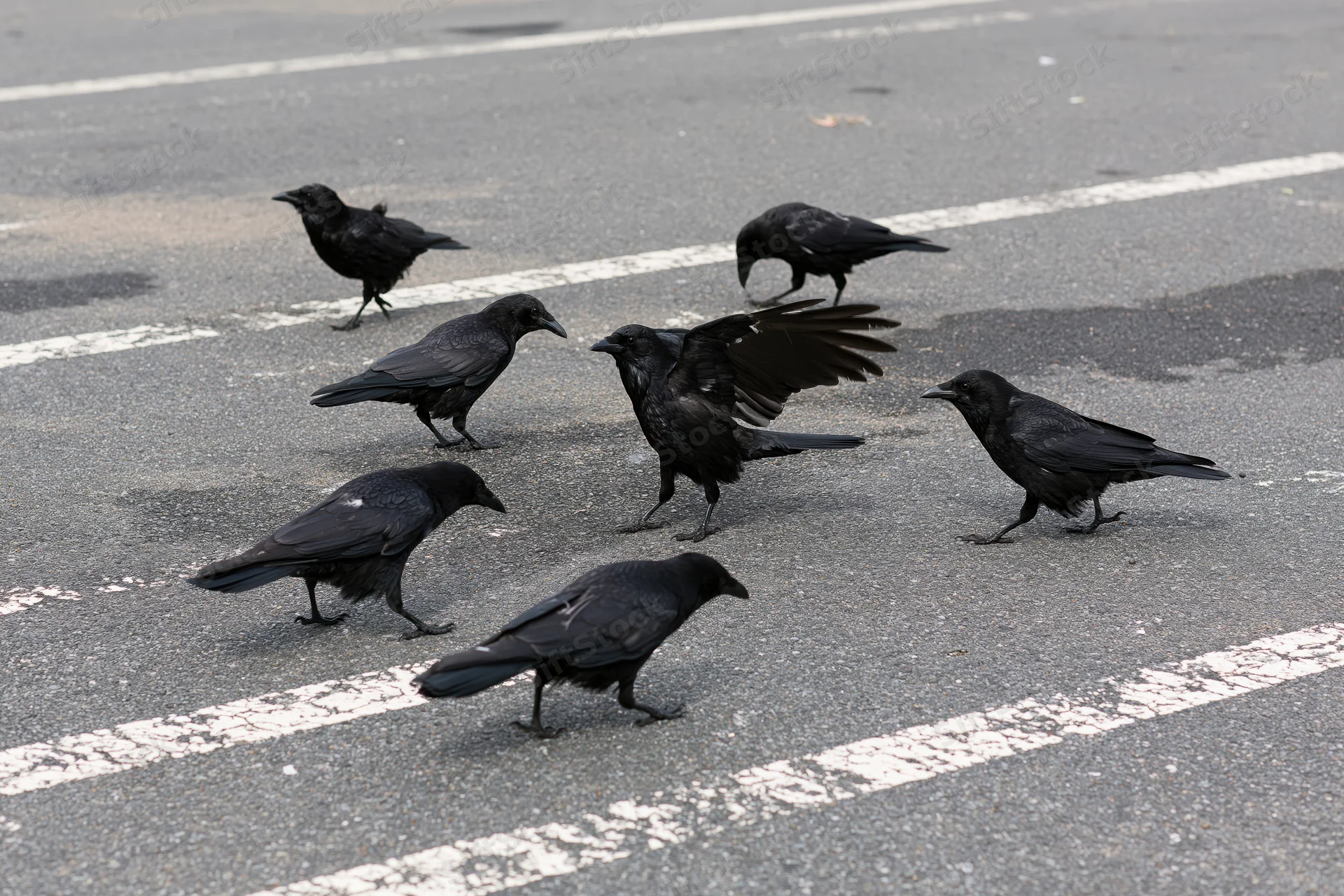 Seven crows foraging and moving across an empty asphalt road with white crosswalk lines