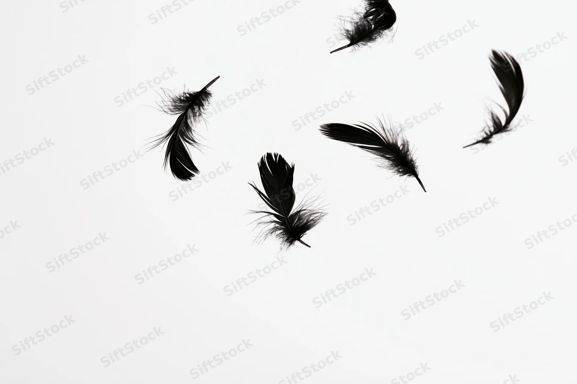 Black feathers floating in midair against a white background