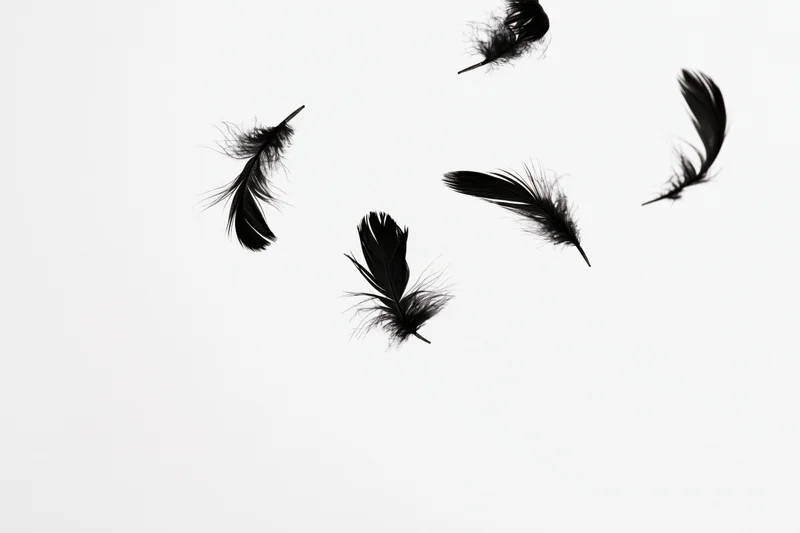 Black feathers floating in midair against a white background