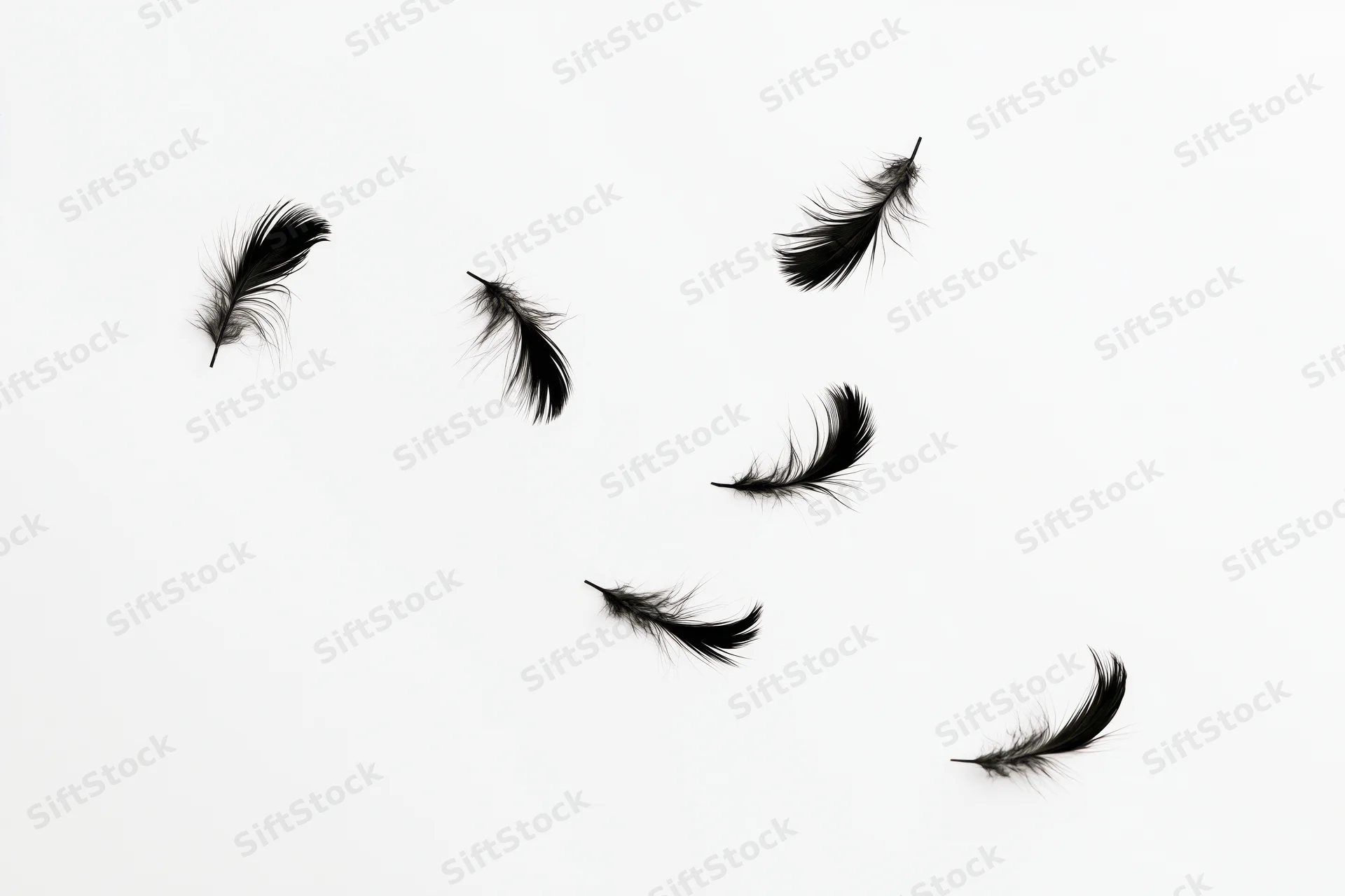Black feathers floating and drifting against a white background