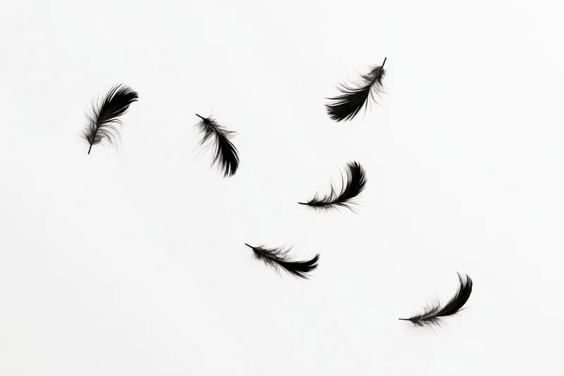Black feathers floating and drifting against a white background